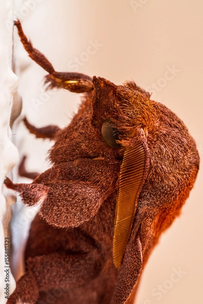 Fototapeta A closeup of a beautiful moth