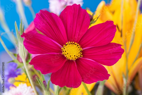 Obraz Close up view of a pink Cosmos bipinnatus flower in the colorful background.