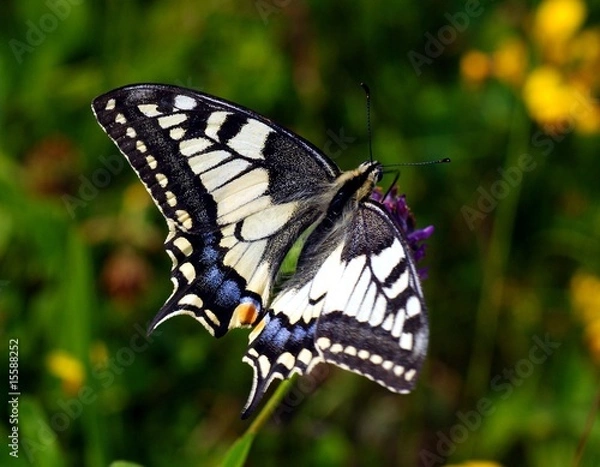 Obraz Schwalbenschwanz