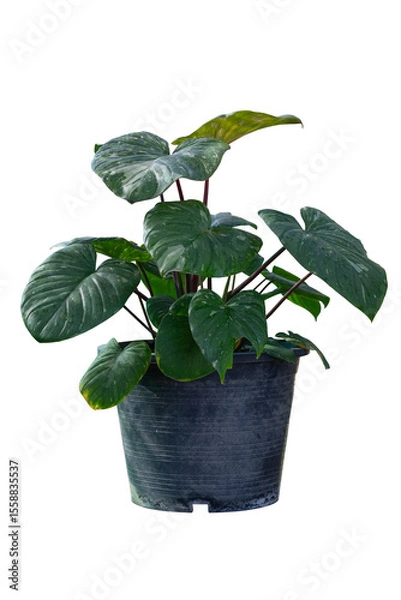 Fototapeta Homalomena Rubescens Variegated is growing in black plastic pot isolated on white background included clipping path.