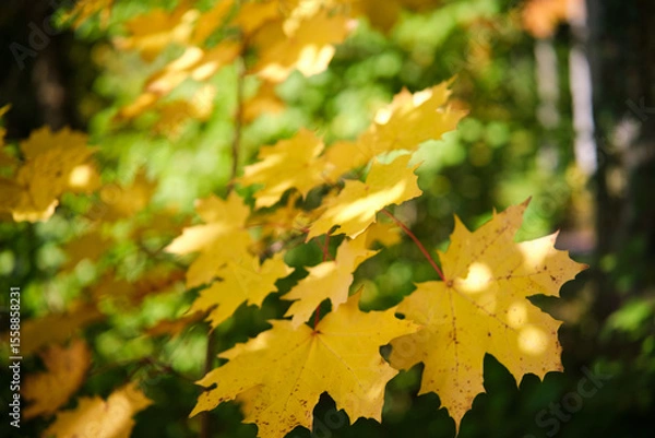 Fototapeta Vibrant close-up of colorful autumn leaves with soft bokeh background, perfect for fall season themes, nature, cozy concepts, backgrounds, and seasonal marketing.