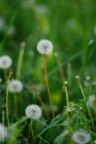 Fototapeta A vast field of fluffy white dandelions under soft sunlight, with some green leaves in focus, evoking a peaceful and idyllic summer scene.