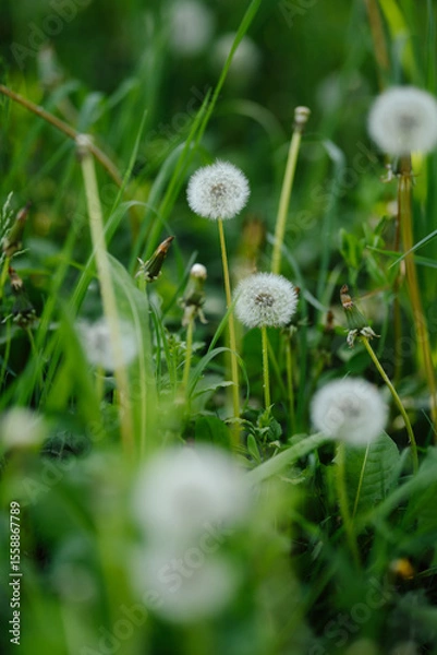 Fototapeta A vast field of fluffy white dandelions under soft sunlight, with some green leaves in focus, evoking a peaceful and idyllic summer scene.