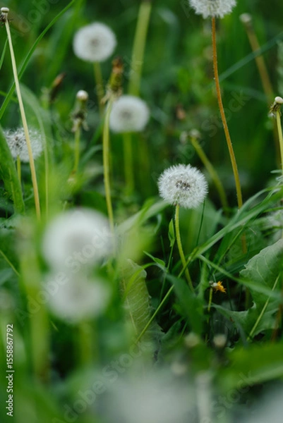 Obraz A vast field of fluffy white dandelions under soft sunlight, with some green leaves in focus, evoking a peaceful and idyllic summer scene.