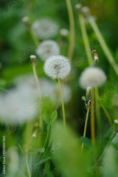 Obraz A vast field of fluffy white dandelions under soft sunlight, with some green leaves in focus, evoking a peaceful and idyllic summer scene.
