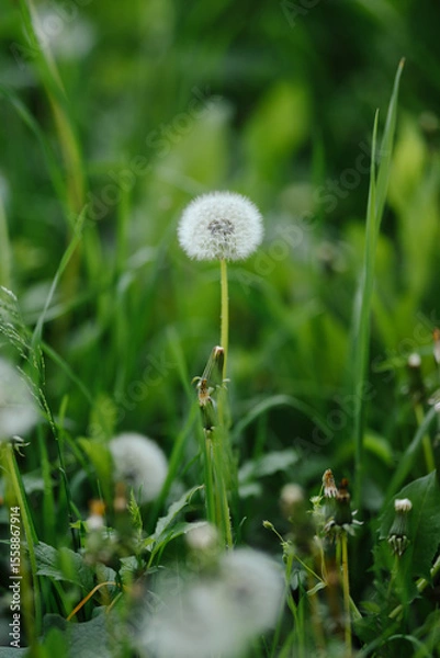 Fototapeta A beautiful dandelion in a field with a gentle breeze scattering its seeds. A symbol of summer, wishes, and freedom.