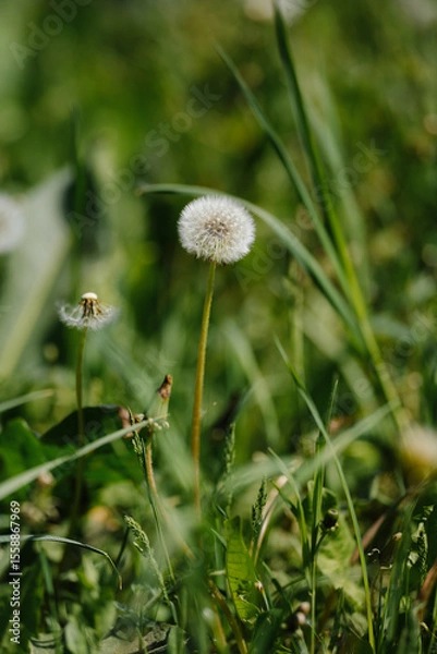 Fototapeta A beautiful dandelion in a field with a gentle breeze scattering its seeds. A symbol of summer, wishes, and freedom.