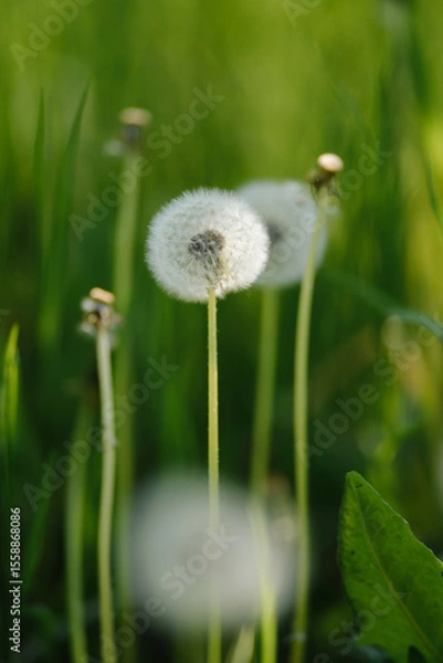 Obraz A vast field of fluffy white dandelions under soft sunlight, with some green leaves in focus, evoking a peaceful and idyllic summer scene.