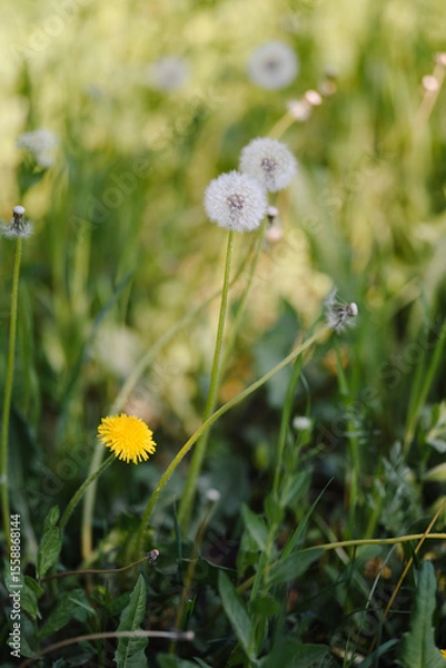 Fototapeta A vast field of fluffy white dandelions under soft sunlight, with some green leaves in focus, evoking a peaceful and idyllic summer scene.