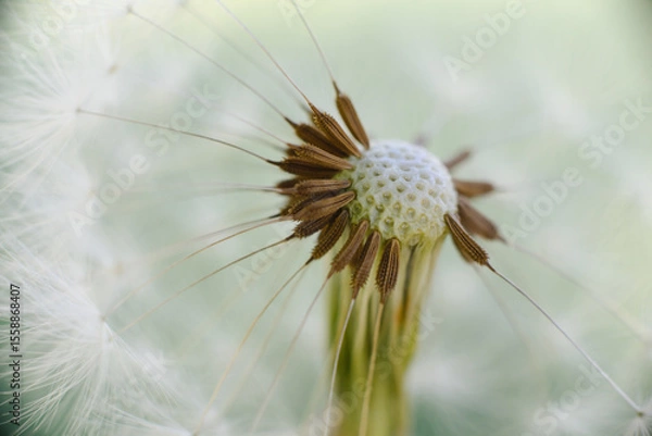 Fototapeta A delicate dandelion seed head, partially blown, with fluffy white parachutes ready to disperse, set against a soft green background.
