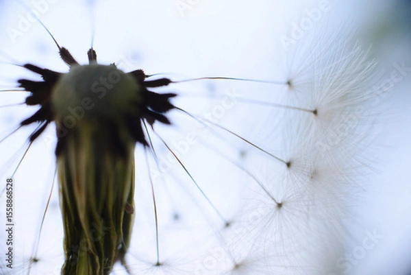Fototapeta A delicate dandelion seed head, partially blown, with fluffy white parachutes ready to disperse, set against a soft green background.