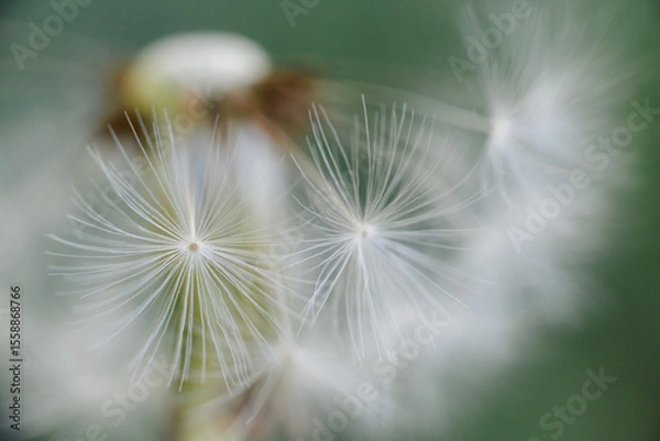 Fototapeta A delicate dandelion seed head, partially blown, with fluffy white parachutes ready to disperse, set against a soft green background.