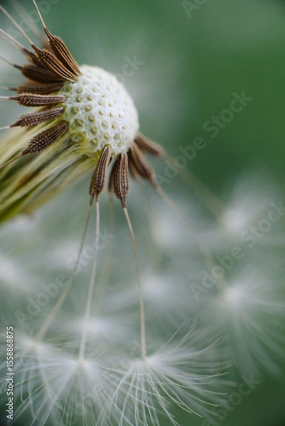 Fototapeta A delicate dandelion seed head, partially blown, with fluffy white parachutes ready to disperse, set against a soft green background.
