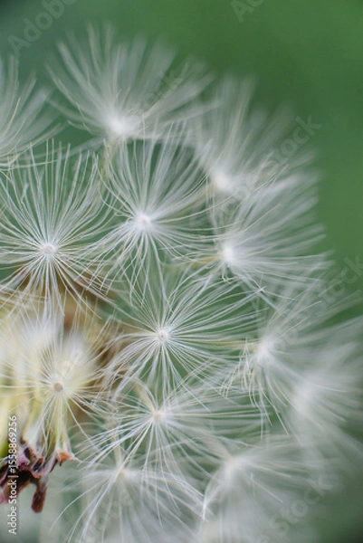 Fototapeta 
A fluffy dandelion seed head with delicate white parachutes, some in soft focus, against a blurred vibrant green background.