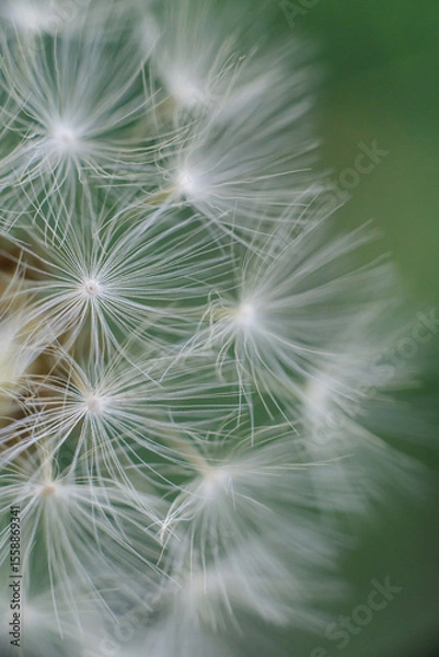 Fototapeta 
A fluffy dandelion seed head with delicate white parachutes, some in soft focus, against a blurred vibrant green background.