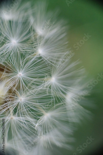 Obraz 
A fluffy dandelion seed head with delicate white parachutes, some in soft focus, against a blurred vibrant green background.