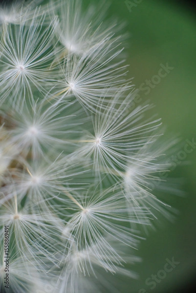Fototapeta 
A fluffy dandelion seed head with delicate white parachutes, some in soft focus, against a blurred vibrant green background.