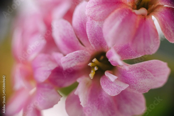 Obraz A delicate cluster of vibrant pink Kalanchoe blossoms, showcasing their intricate petals and soft hues against a blurred background. Perfect for floral themes.