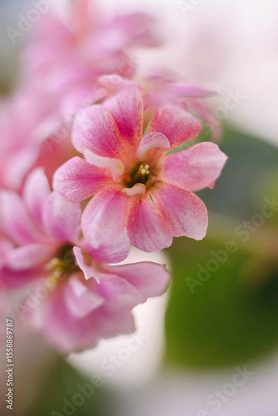 Fototapeta A delicate cluster of vibrant pink Kalanchoe blossoms, showcasing their intricate petals and soft hues against a blurred background. Perfect for floral themes.