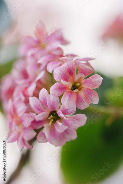 Fototapeta A delicate cluster of vibrant pink Kalanchoe blossoms, showcasing their intricate petals and soft hues against a blurred background. Perfect for floral themes.