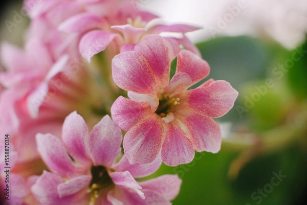 Fototapeta A delicate cluster of vibrant pink Kalanchoe blossoms, showcasing their intricate petals and soft hues against a blurred background. Perfect for floral themes.