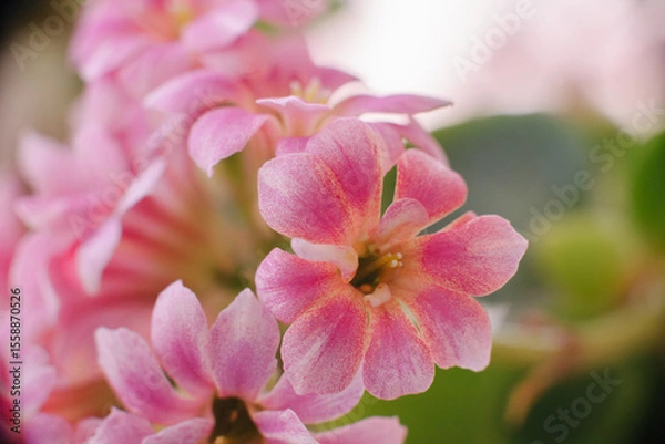 Fototapeta A delicate cluster of vibrant pink Kalanchoe blossoms, showcasing their intricate petals and soft hues against a blurred background. Perfect for floral themes.