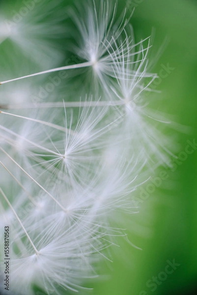 Fototapeta Individual dandelion parachutes with delicate white filaments float against a vibrant, blurred green background, highlighting their ethereal beauty.