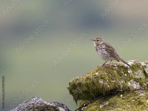 Fototapeta Meadow pipit, Anthus pratensis