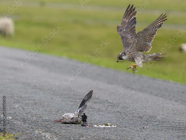Obraz Peregrine falcon, Falco peregrinus