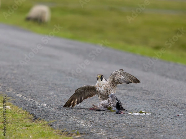 Obraz Peregrine falcon, Falco peregrinus