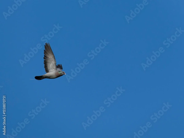 Obraz Stock dove, Columba oenas
