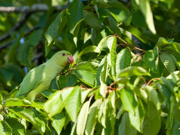 Obraz Ring-necked parakeet, Psittacula krameri