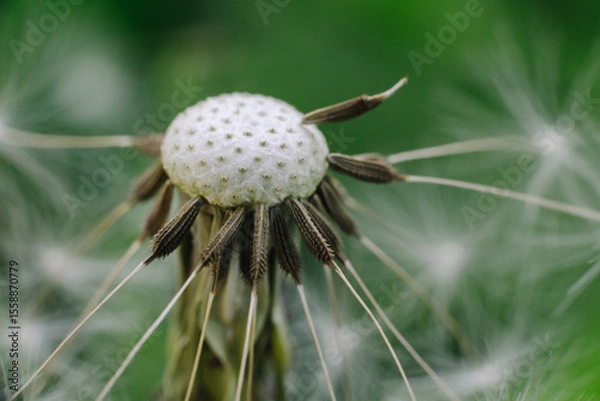 Obraz A delicate dandelion seed head, partially blown, with fluffy white parachutes ready to disperse, set against a soft green background.