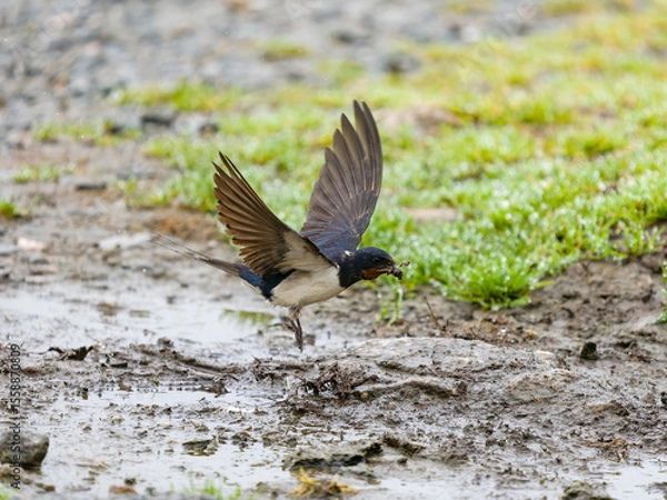 Fototapeta Swallow, Hirundo rustica