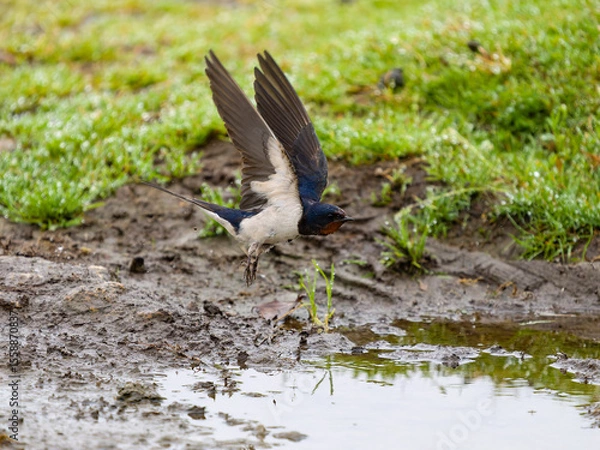 Fototapeta Swallow, Hirundo rustica