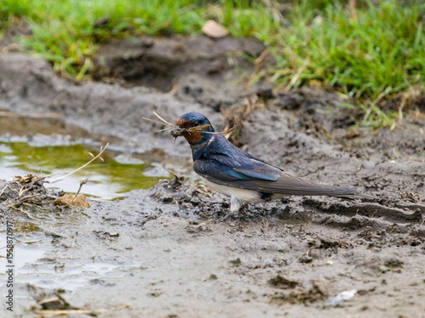Fototapeta Swallow, Hirundo rustica