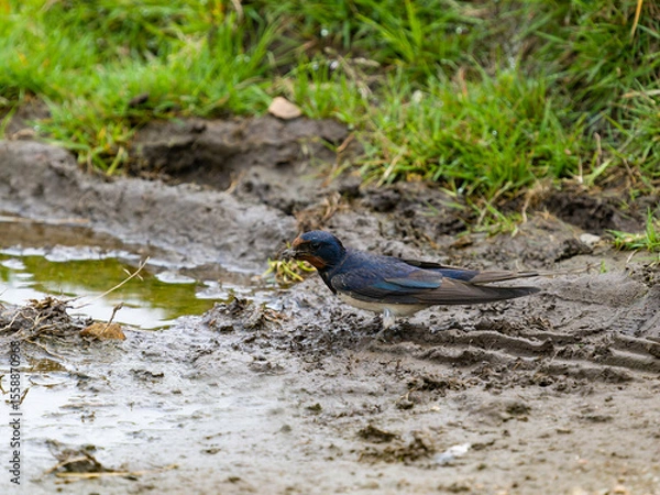 Fototapeta Swallow, Hirundo rustica