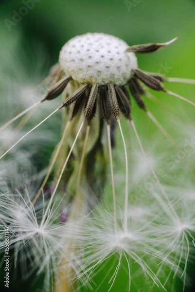 Fototapeta A close-up of a dandelion head, partially dispersed, with some seeds still attached and others floating in the foreground, against a soft green background.