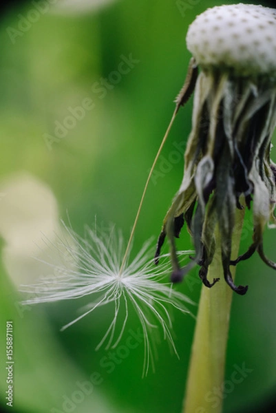 Fototapeta A close-up of a dandelion head, partially dispersed, with some seeds still attached and others floating in the foreground, against a soft green background.