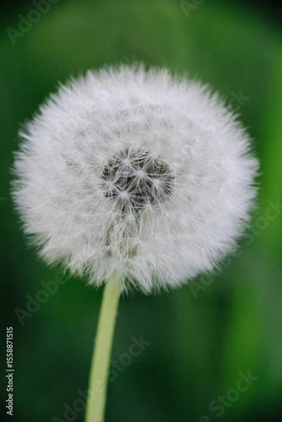 Fototapeta A fluffy white dandelion clock, perfectly formed and ready to disperse its seeds, stands against a soft, blurred green background.