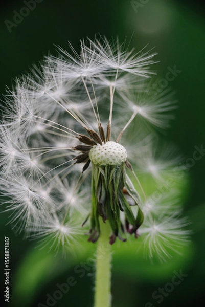 Fototapeta A close-up of a dandelion head after most seeds have dispersed, revealing its intricate structure and remaining few parachutes against a soft green background.