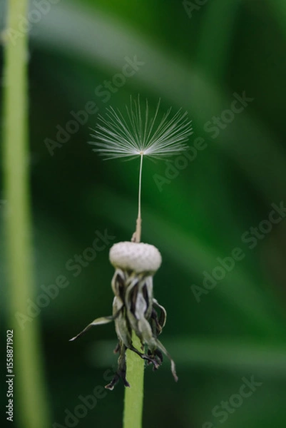 Obraz A solitary dandelion seed, detached from its head, gracefully hangs suspended by a delicate filament against a soft, blurred green background. 