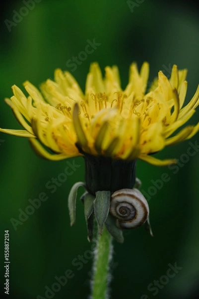 Obraz Bright yellow dandelion with a small snail on its stem against a blurred green background. Macro close-up of nature.