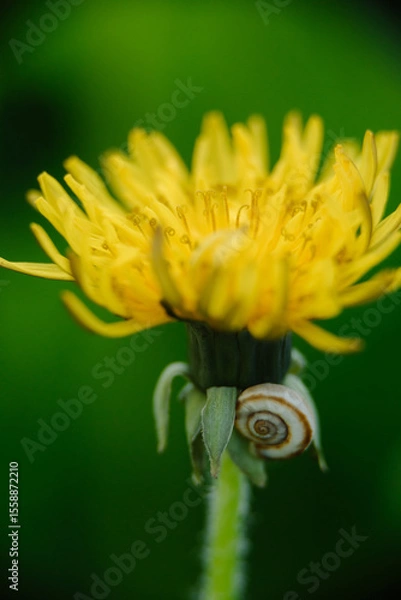 Fototapeta Bright yellow dandelion with a small snail on its stem against a blurred green background. Macro close-up of nature.