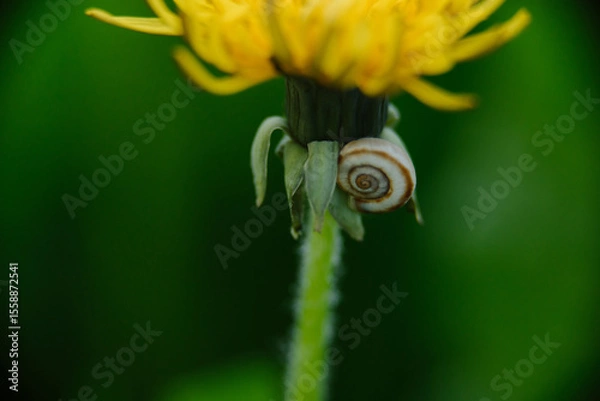 Fototapeta Bright yellow dandelion with a small snail on its stem against a blurred green background. Macro close-up of nature.