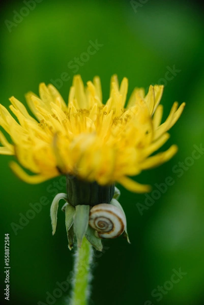 Fototapeta Bright yellow dandelion with a small snail on its stem against a blurred green background. Macro close-up of nature.