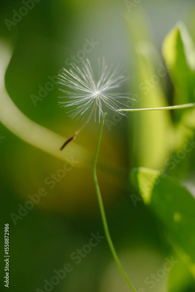 Obraz A solitary dandelion seed, detached from its head, gracefully hangs suspended by a delicate filament against a soft, blurred green background. 