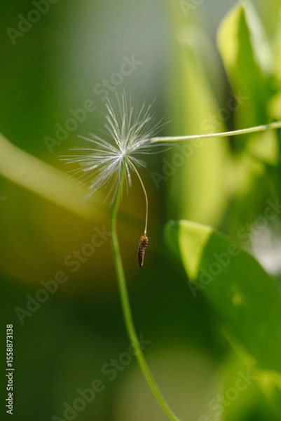 Fototapeta A beautiful dandelion in a field with a gentle breeze scattering its seeds. A symbol of summer, wishes, and freedom.