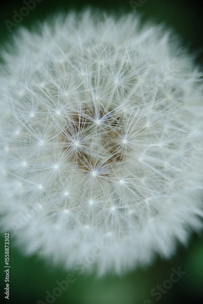 Obraz A captivating close-up of a dandelion seed head, highlighting the intricate structure of its seeds and their ethereal parachutes. Perfect for themes of natural design, wishes, and delicate beauty.