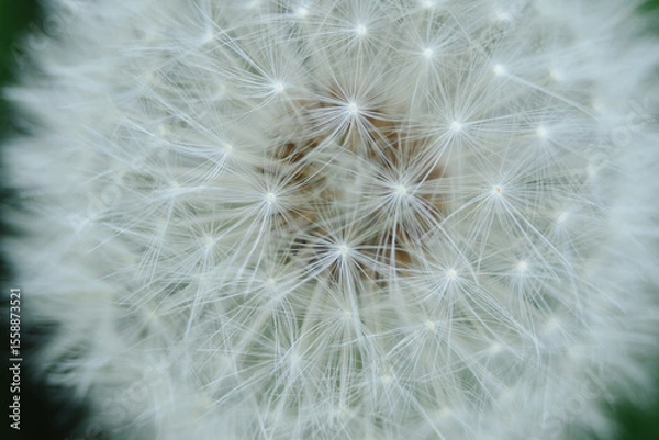 Fototapeta A captivating close-up of a dandelion seed head, highlighting the intricate structure of its seeds and their ethereal parachutes. Perfect for themes of natural design, wishes, and delicate beauty.